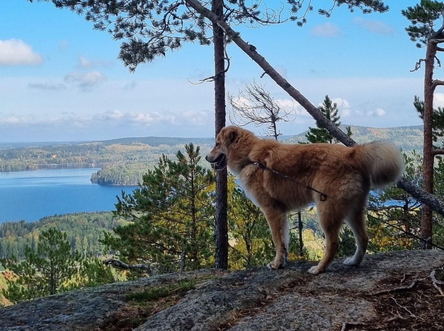 Mysigt att vandra med bästa följeslagaren, sin hund