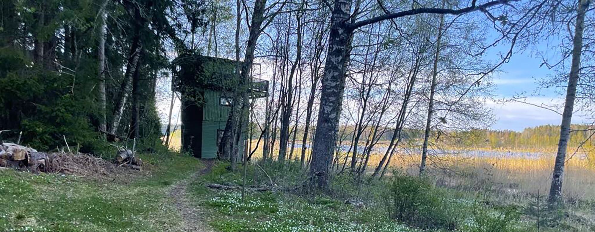 Den vackra urskogen med vitsippor vid gröna fågeltornet i Ålsjöns naturreservat.