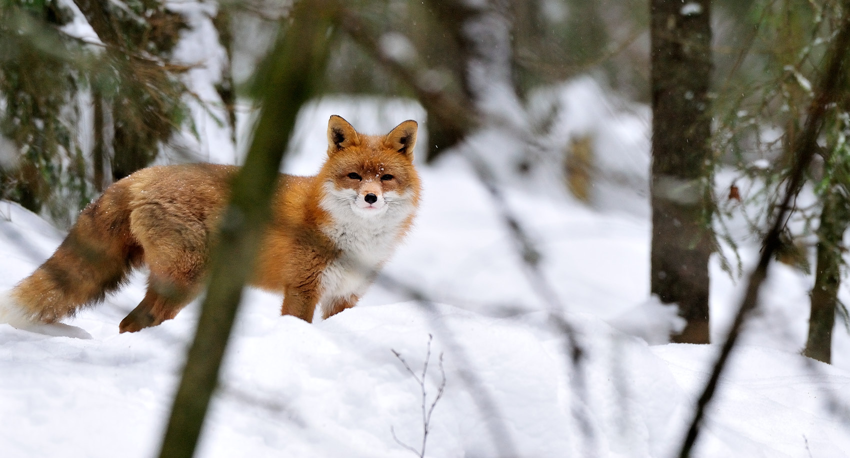 En rödräv i vinterlandskap på Vildriket