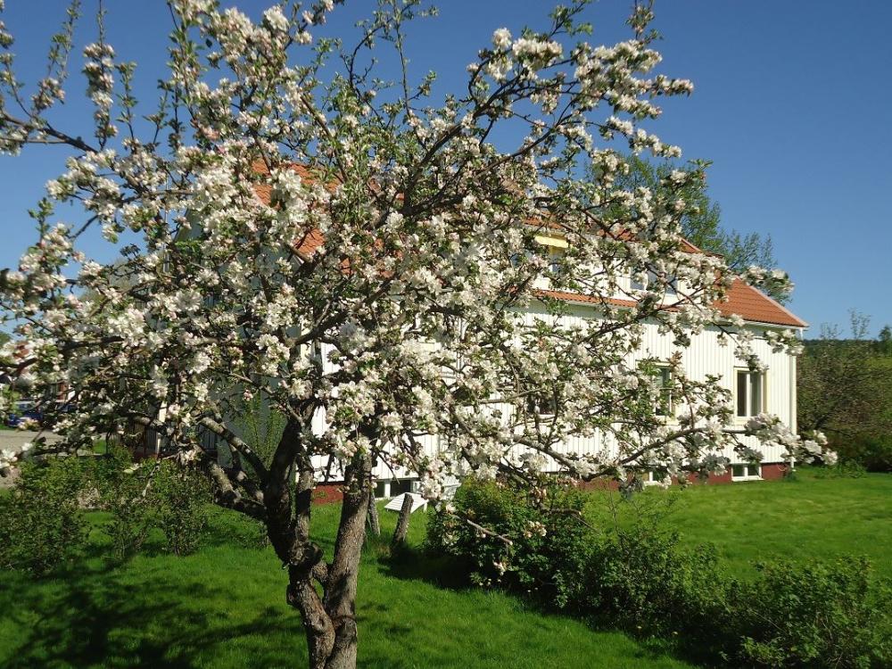 Blommande äppelträd i trädgården, maj 2012