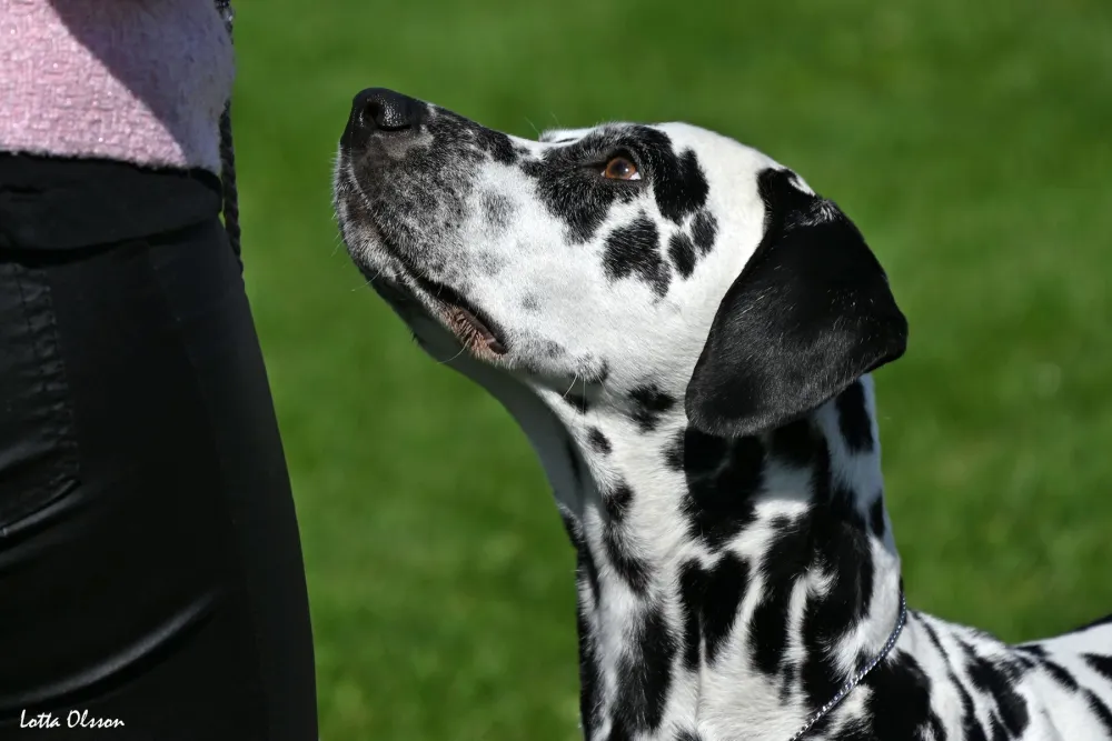 Best in show Mohed 2024