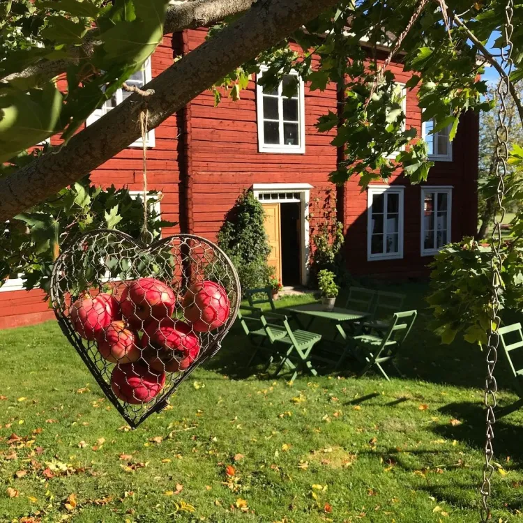 Höst med äpplen i trädgården på  Hälsingegården Erik-Anders