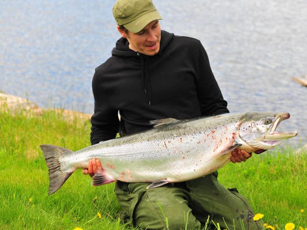 Salmon fishing in the river Ljusnan