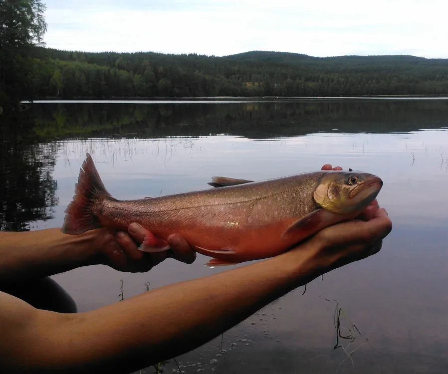 Trönö fvo fiskevårdsförening Hälsingland fiska