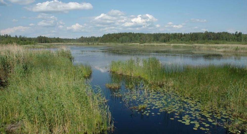 Lugnsjöns naturreservats vassar hyser ett rikt fågelliv.