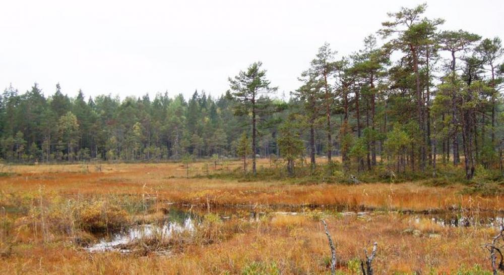 Myrarna i Skvallerbäcken naturreservat blir brandgula på hösten.