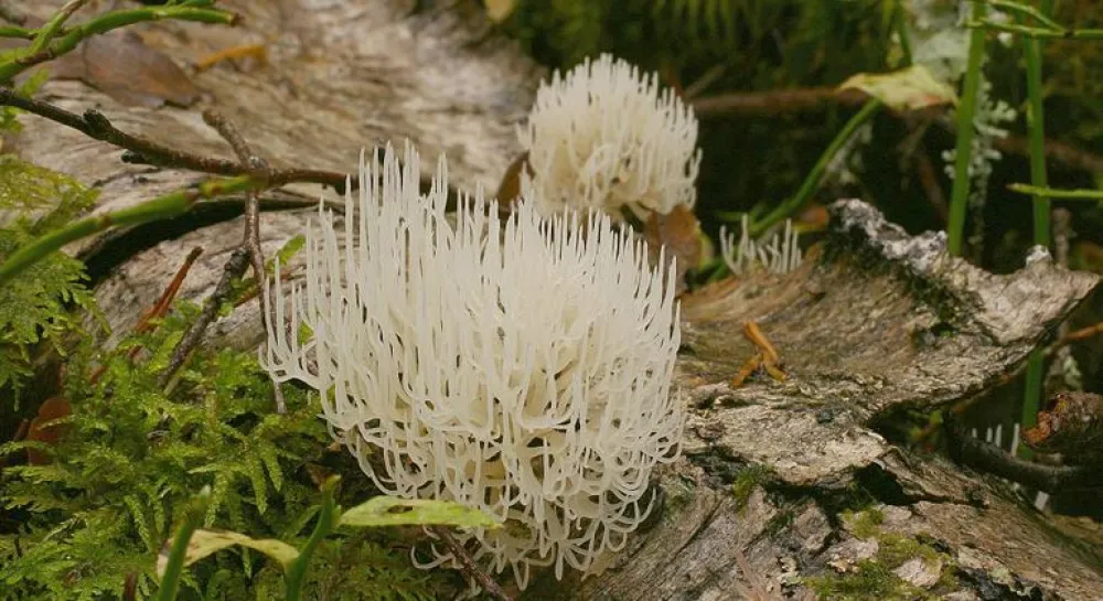 Vit vedfingersvamp på multnande björkstam i Skidtjärnsberget naturrreservat.