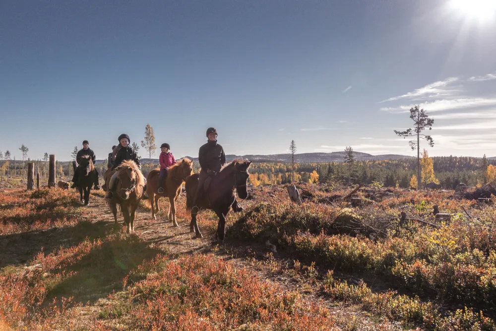 Hälsinge Ridupplevelser Hälsingland Rida Islandshäst Riding Sweden