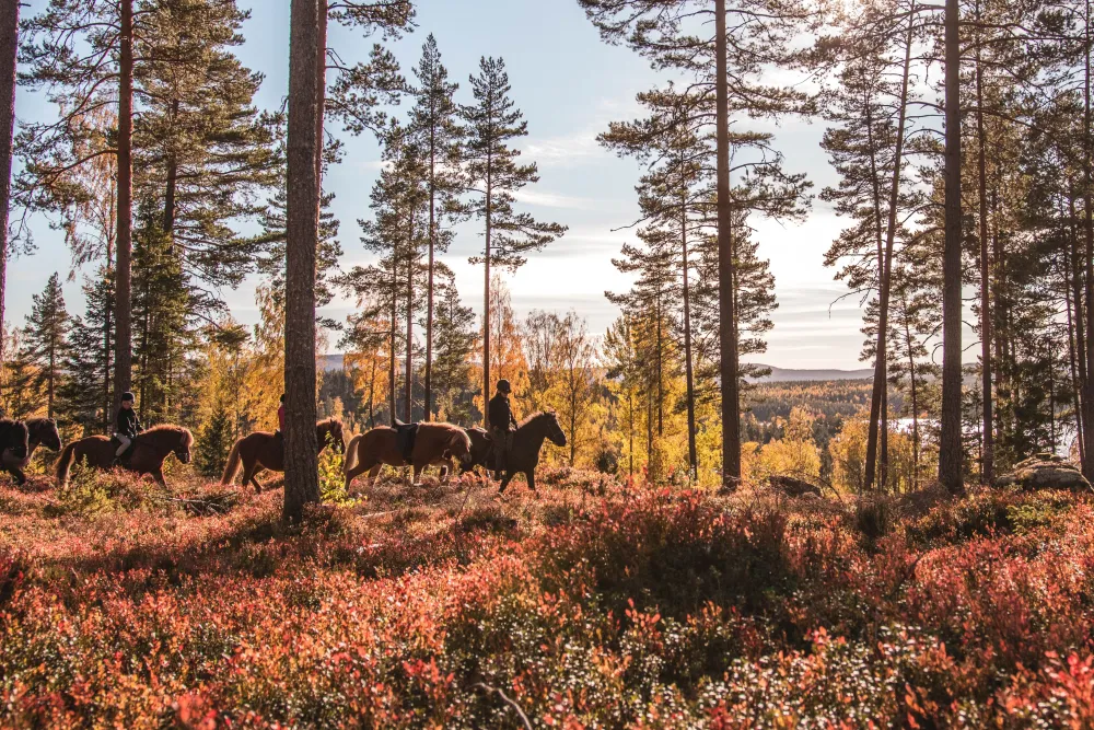 Hälsinge Ridupplevelser