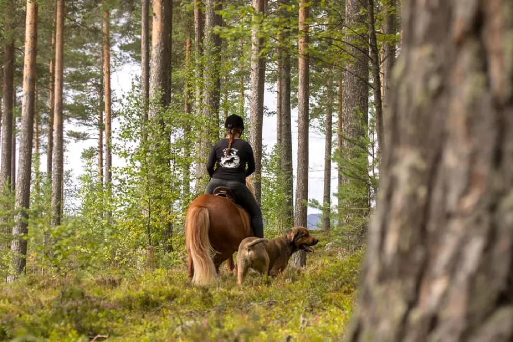 Hälsinge Ridupplevelser