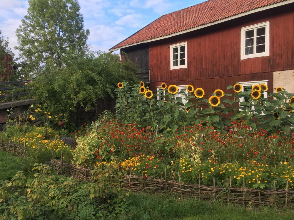 Trädgården på Hälsingegården Erik-Anders