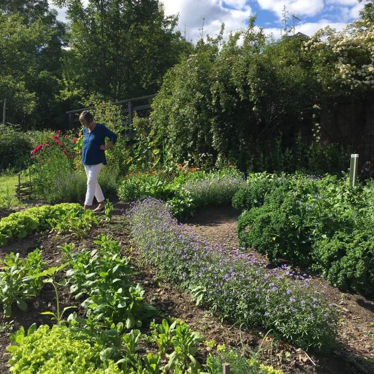 Trädgården på Hälsingegården Erik-Anders