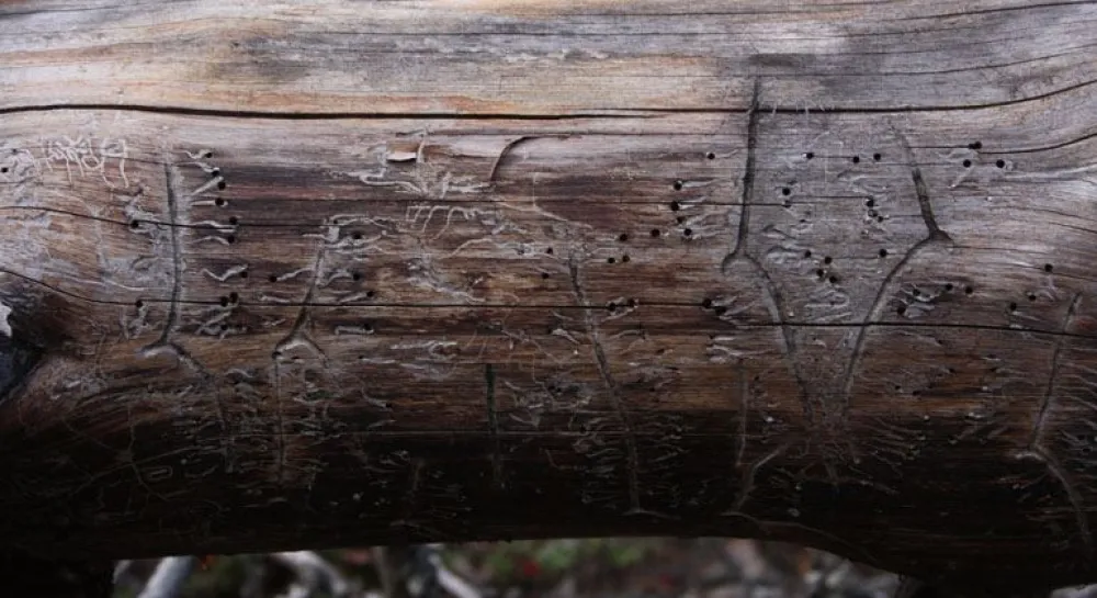 Naturreservat Norrbränningen 