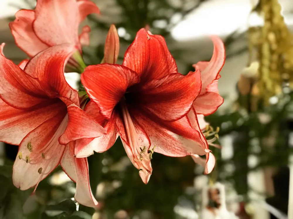 Julöppet på Hälsingegården Erik-Anders