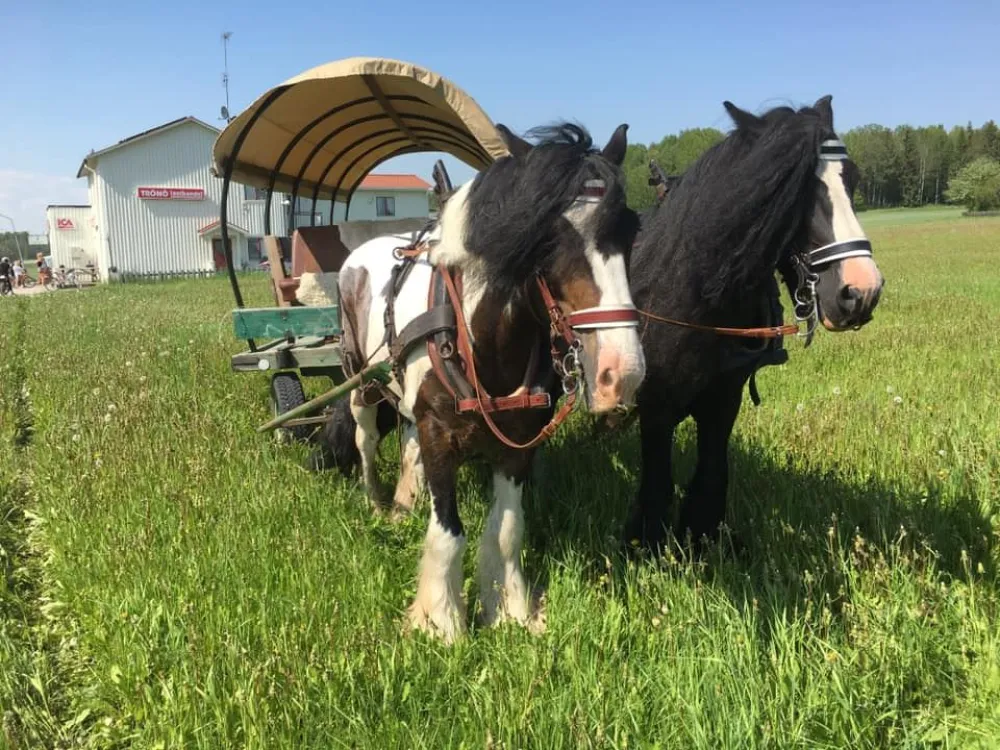 Tur med häst och vagn