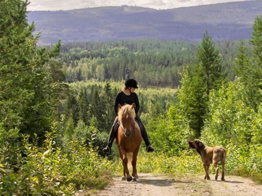 Hälsinge Ridupplevelser Hälsingland Rida Islandshäst Riding Sweden