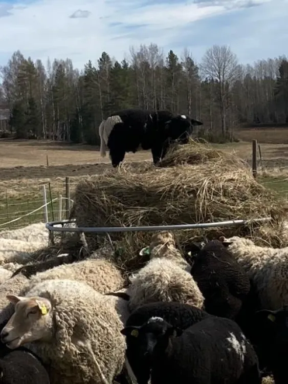 Utegårdens lantbruk