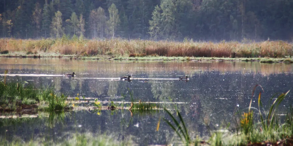 Naturreservatet Ålsjön