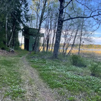 Det gröna fågeltornet med vitsoppor i urskogen vid Ålsjöns naturreservat