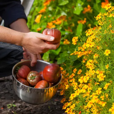 Köksträdgård med röda tomater och gul tagetes